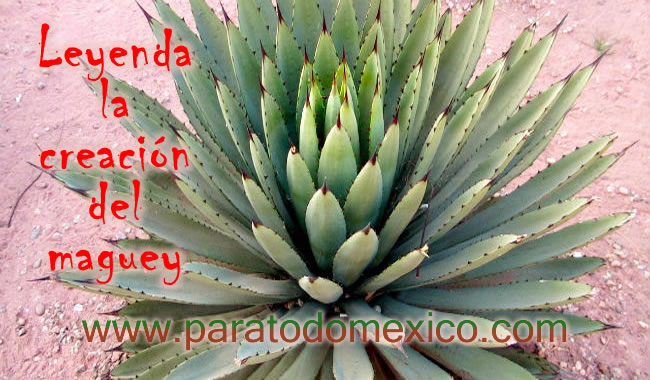 Leyenda La creación del Maguey Leyenda La creación del Maguey